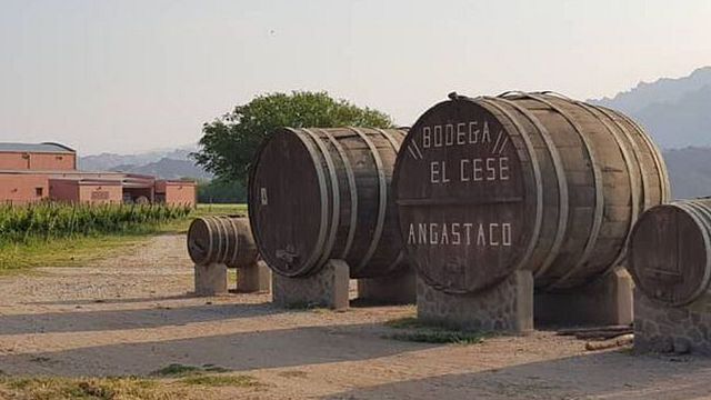 Wine Tasting and Tour at Bodega El Cese