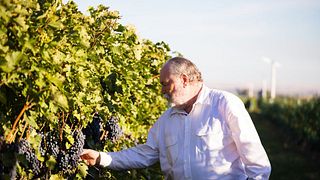 Degustação de vinhos e tour em Tero Estates