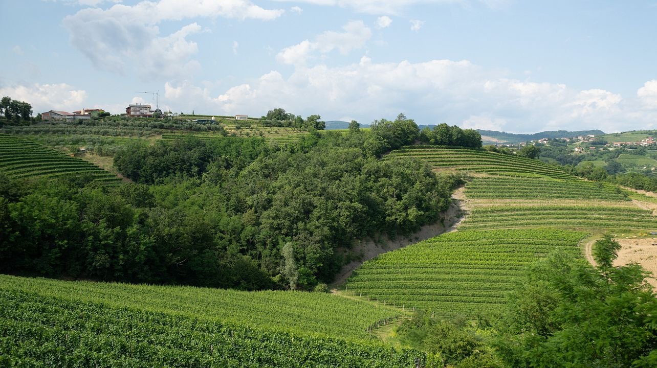 Marko Sirk wines