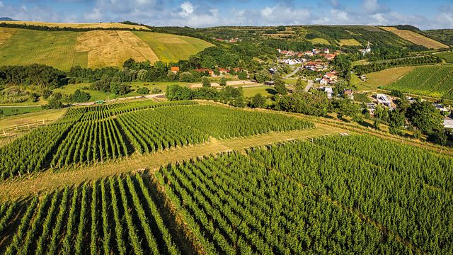 Kurdejov Weinprobe