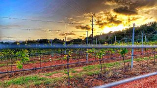 Wein- und Käseverkostung im Weingut Quinta de Alcube