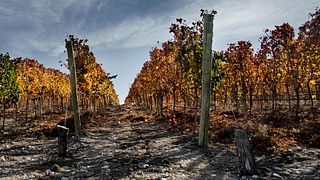 Degustazione di vini e tour presso la cantina Zorzal