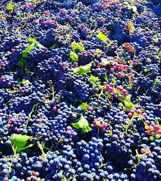 Cata de vinos y tour en Domaine De L'Allamande