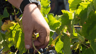Brunch & Wine Basic en Baglio Bonsignore