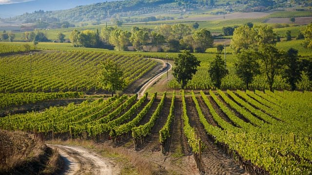 Dégustation de vins à Montlacino : l'univers de Roberto Cipresso