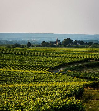 Domaine de Rocheville: Exquisite Wines in Loire Valley