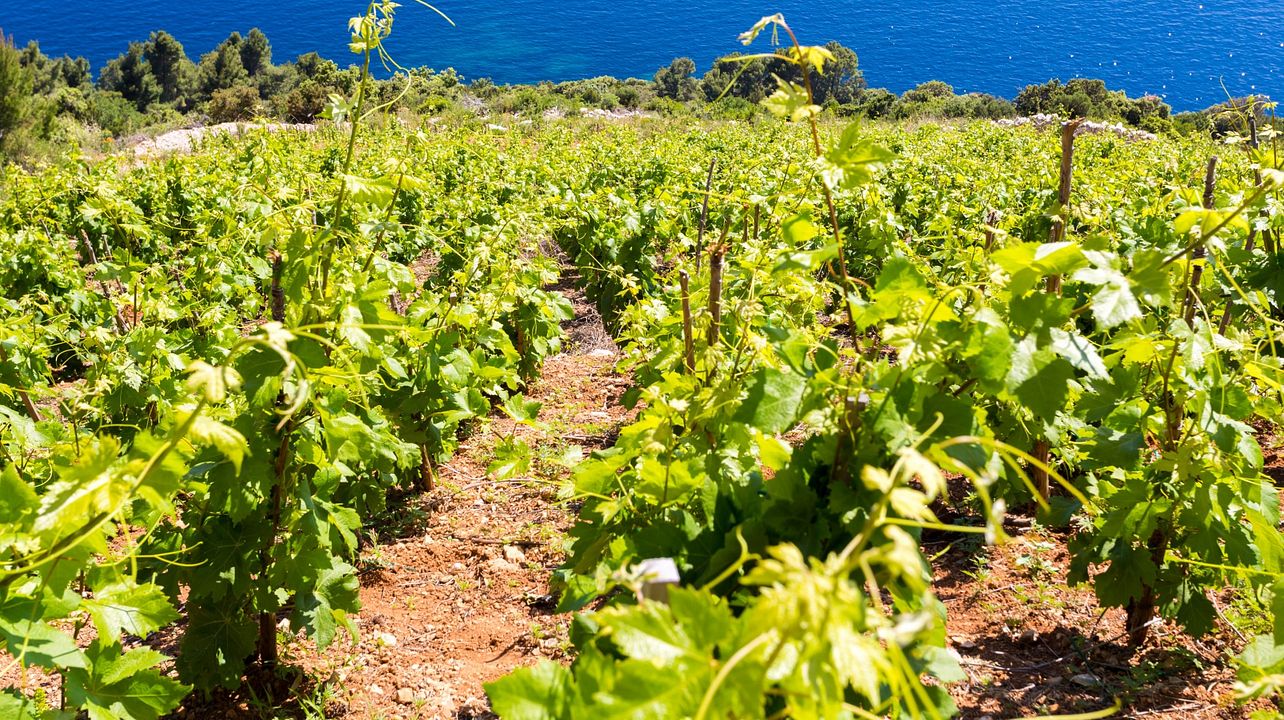 Weinliebhabertour auf der Halbinsel Pelješac ab Dubrovnik 