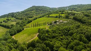 Casanuova delle Cerbaie Winery