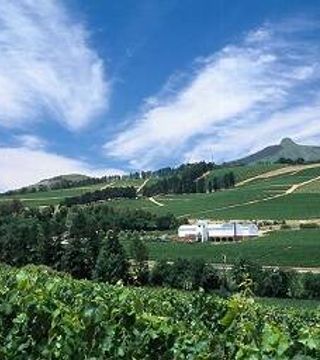 Ladybird Vineyards