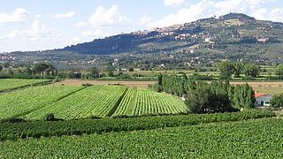 Exclusive Suvereto Tour from Florence: Land of Elisa Bonaparte