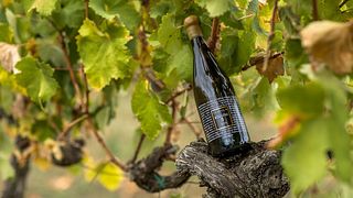 Tasting and visit to Petrolo