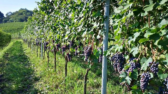 Cascina Vèngore