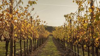 Visita e degustazione vini Celler Mas Geli