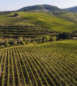 Tenuta Tignanello by Antinori