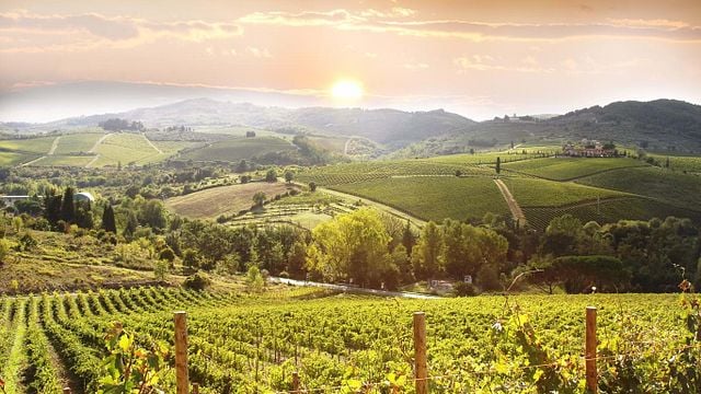 Beconcini Wines