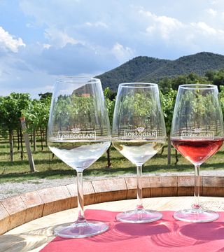 Circuit de l'huile d'olive et du vin dans les Colli Euganei