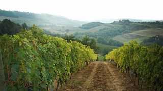 Cata de vinos y visita guiada en Tenuta Moriano