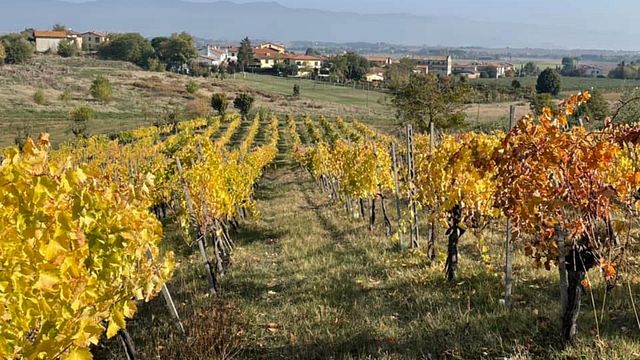 Visita e degustação de vinhedos na Cantina Mancini