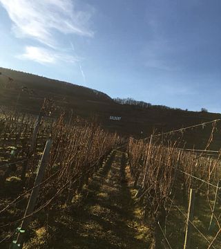 Cata de vinos y visita guiada en Domaine Maurice Schueller