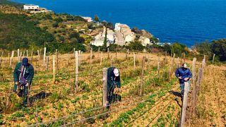 Domaine Terra Di Catoni