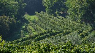 Le Muraglie: Visita guiada à vinícola e degustação de vinhos no Lago de Garda