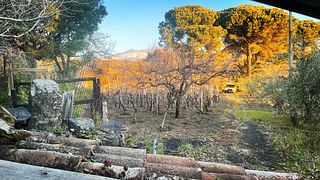 Cata de cinco vinos con aperitivos en la bodega Biondi
