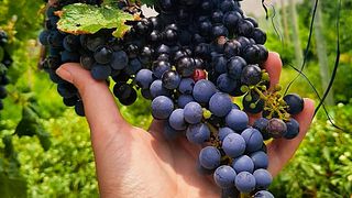 Degustação de vinhos e tour em Las Arcas De Tolombon
