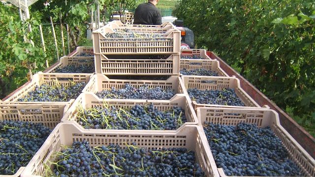 Fratelli Vogadori Winery
