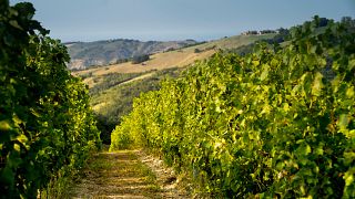 Sorbara e suas Variações | Degustação de Vinhos e Tour na Cantina Della Volta