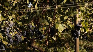 Tonos de Nerello Mascalese