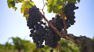 Bodegas Riko