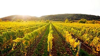 Randonnée viticole à travers les vignobles de Forst | Weingut Margarethenhof