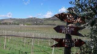 Visita in cantina e degustazione di vini a Terre Di Pietra 