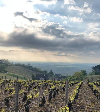 Domaine Poulleau Michel Pere & Fils