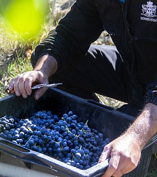Cata de vinos y visita guiada en Giovanni Rosso