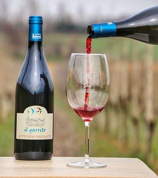 Degustação de vinhos e tour na Casa Benna