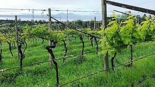 Degustação de Vinhos na Villa Calicantus