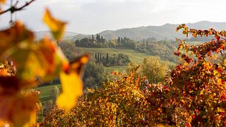Dégustation de vins et visite à la Cantina Puianello
