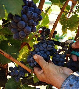 Degustazione di vini Karplma presso l'azienda vinicola Ktima Akrani
