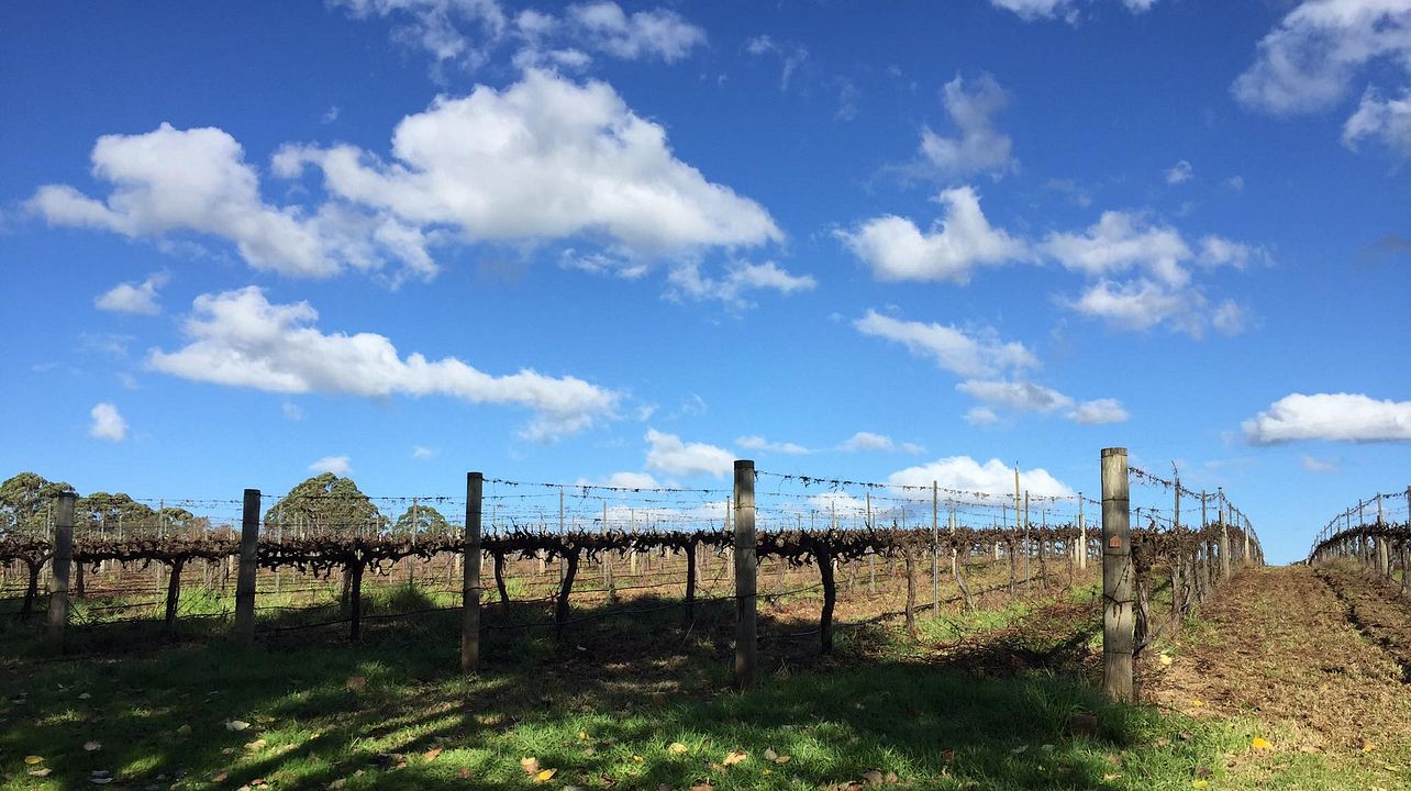 Harewood Estate Wines