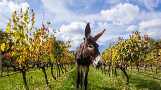 Oliver Moragues Winery