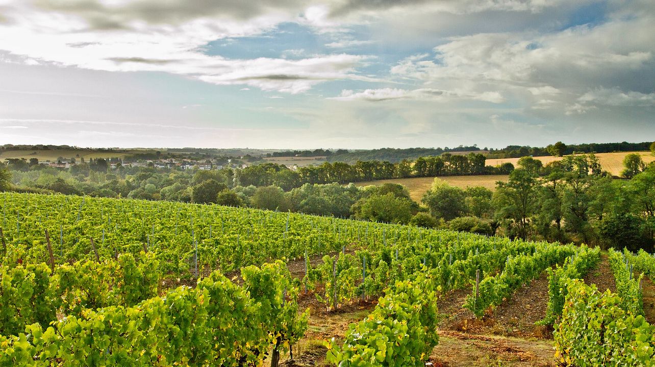 Vignoble Réthoré Davy