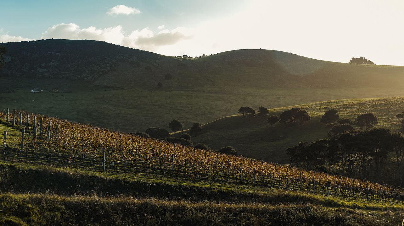 Te Motu Vineyard