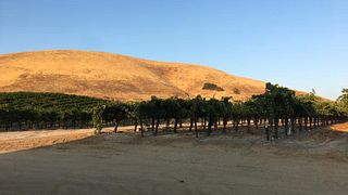 Degustação de vinhos e passeio em Pierce Ranch Vineyards