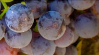 Expérience viticole Albarino. Rías Baixas