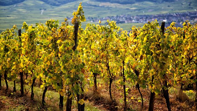 Alsácia Wine Tour de Colmar: Uma excursão de meio dia pelos vinhedos