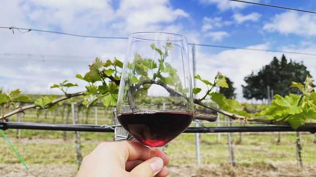 Esplora Cantine Capitani con un tour del vino premium e una degustazione di vini