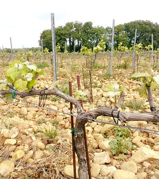 Dégustation de vins au Domaine Saint Laurent