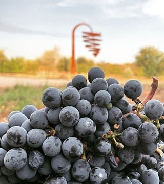 Degustazione e tour premium alle Bodegas Barón d'Alba