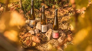 Cata de descubrimiento, de 10 a 20 vinos